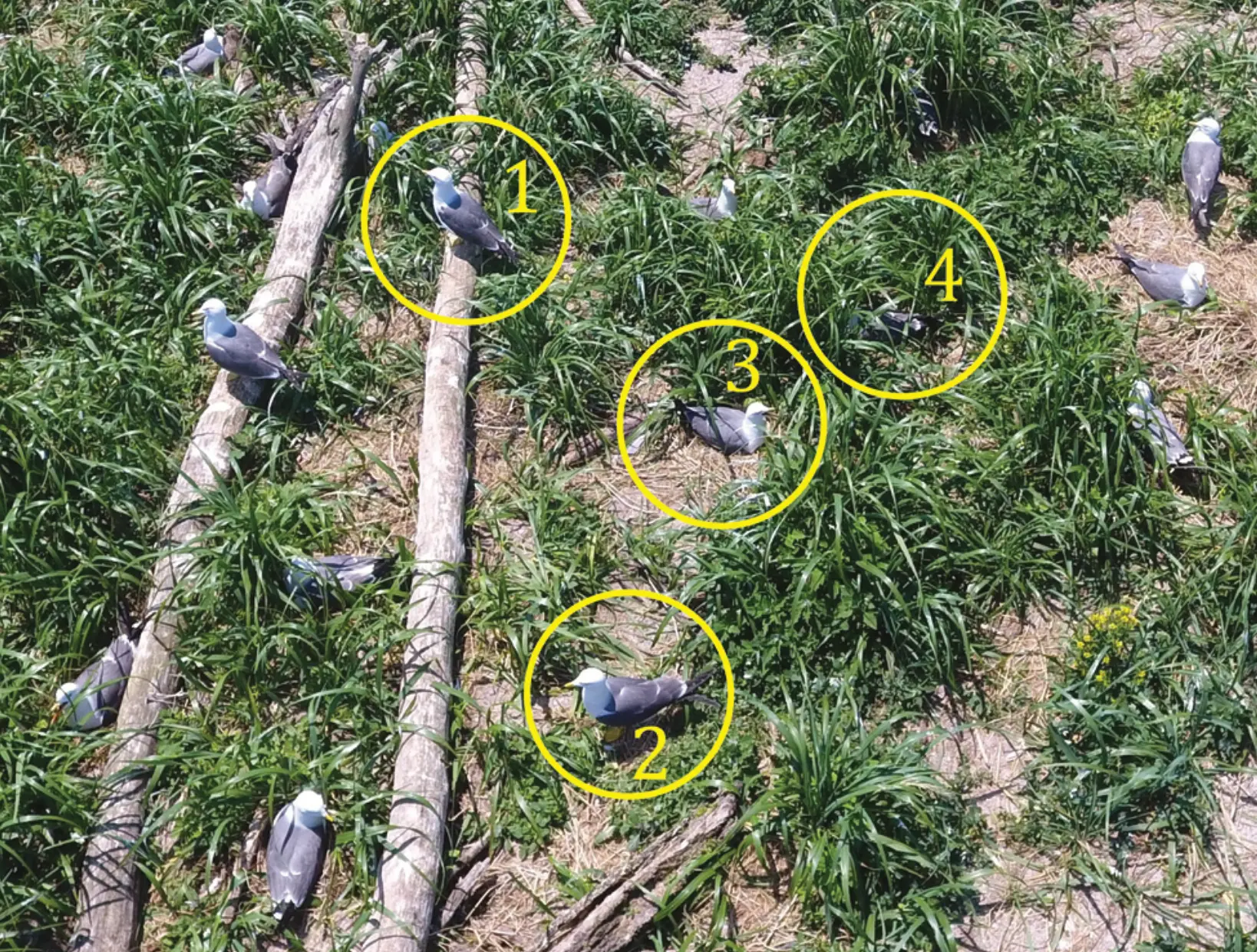 nests