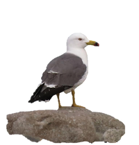 seagull