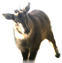 goral