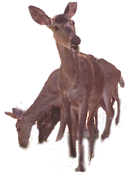 deer