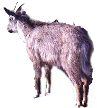 goral2